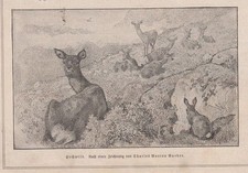 Genuine Wood engraving: High game. Based on a drawing by Charles Burton Barber.