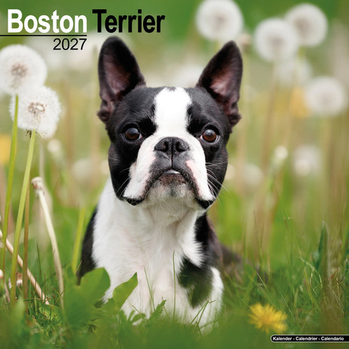 Boston terrier 2027 calendar - boston, |