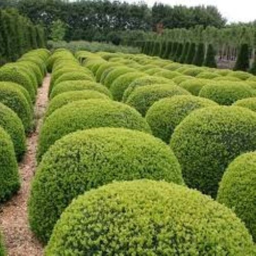 Box hedge buxus semperviren - hedge,
