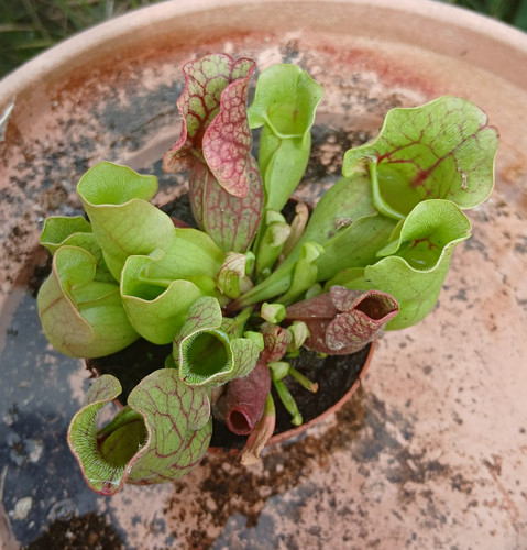 Sarracenia pitcher plant - sarracenia,