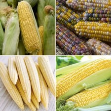 Sweetcorn Seeds - Huge