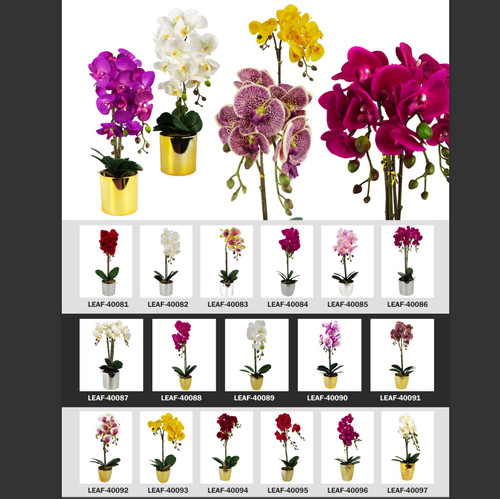 Orchids plants flowers - plants,