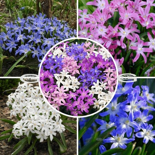 Chionodoxa blue giant pink - chionodoxa,