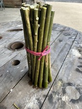 Super willow fast growing - super,