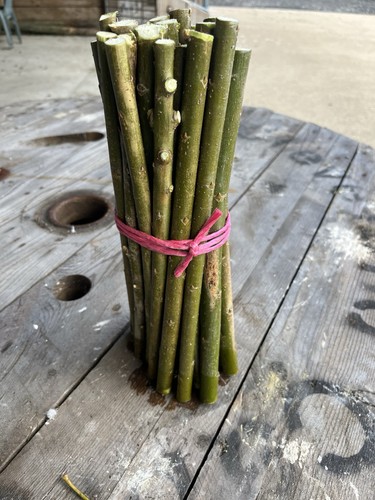 Super willow fast growing - super,