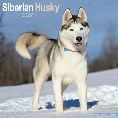 Siberian husky 2027 - siberian,