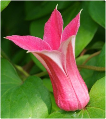 Clematis texensis princess - clematis, 'princess