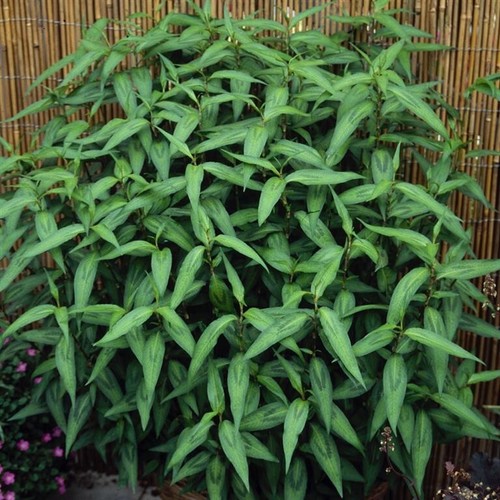 Vietnamese coriander garden - 3x,