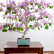 Purple Orchid Tree Bauhinia Purpurea 5 Rare Seeds - Indoor Bonsai Seeds