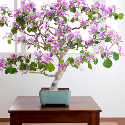 Purple orchid tree - orchid,