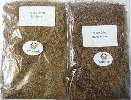 Freeze dried bloodworm - dried, and