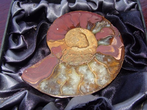 Ammonite from - an,