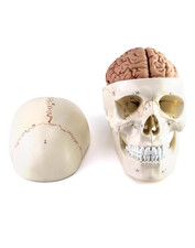 Human Skull and Brain Anatomy