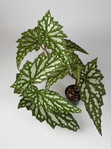 Begonia sherwood forest - sherwood,