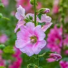 Alcea 'Single Mixed' Seeds