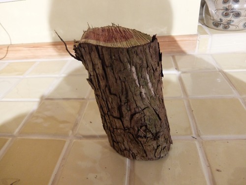 English yew log timber for - yew,