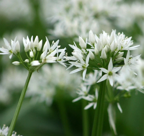 Wild garlic bulbs for - wild,