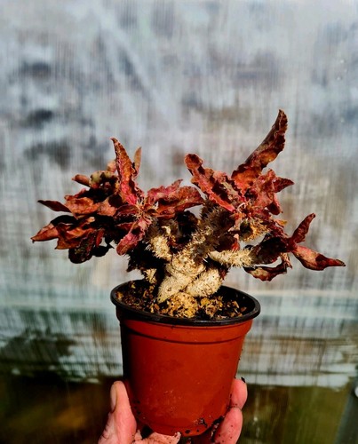Euphorbia francoisii var - euphorbia,