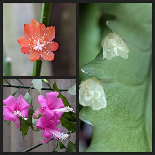Rhipsalis epiphyllum - rhipsalis,,