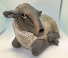 Laying Suffolk Sheep Ewe Lamb