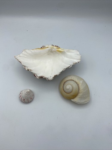 Bundle vintage shells - bundle,