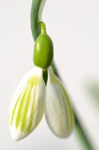 Galanthus andreas fault - galanthus,