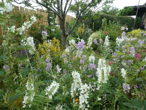 Touchwood tall plants - touchwood,