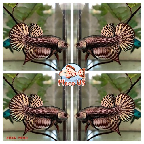 Live betta fish - live,