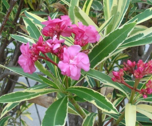 Double scarlet variegated - variegated,
