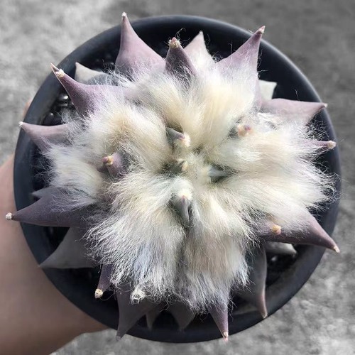 10cm ariocarpus retusus - 9-10cm,