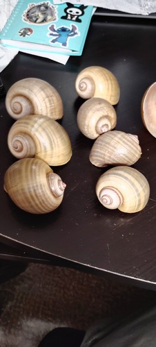 Authentic apple snail - 3",