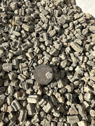 Jurassic crinoid stars - crinoid,