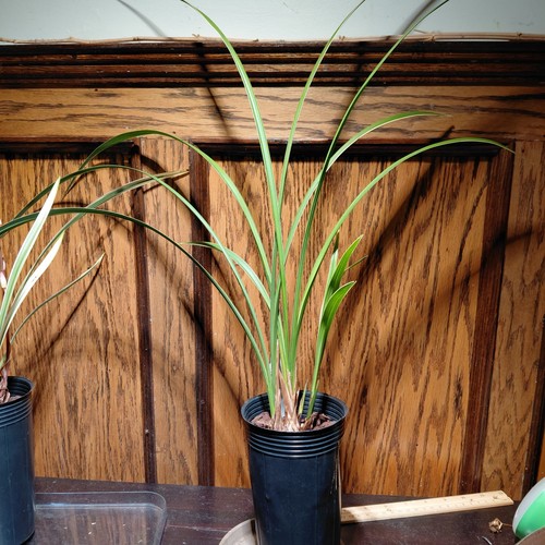 Cymbidium goeringii var