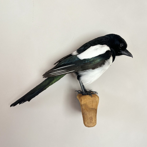 Taxidermy magpie wall mount - taxidermy,