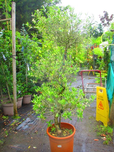 Olive cloud bonsai tree - bonsai,