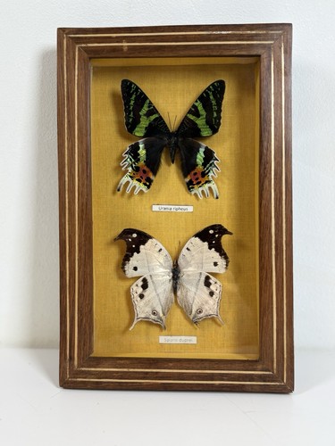 Madagascan sunset moth - madagascan,
