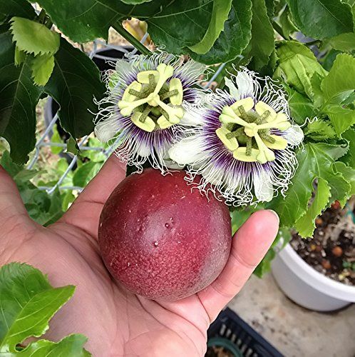 Passion fruit passiflora - 3x,