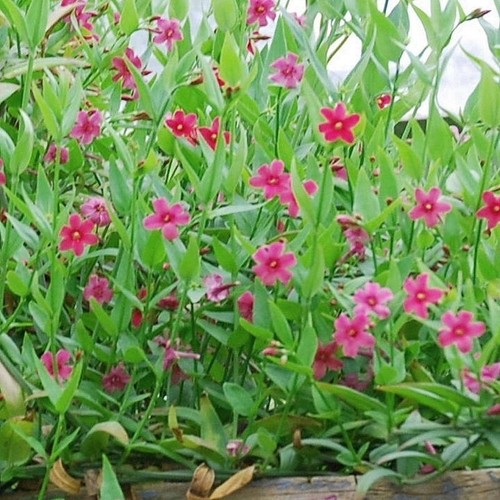 Red dark pink jasmine - red/dark,