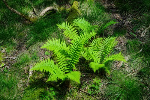 Woodland fern plants 15 - fern,