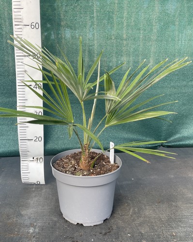 Trachycarpus var nainital x - nainital,
