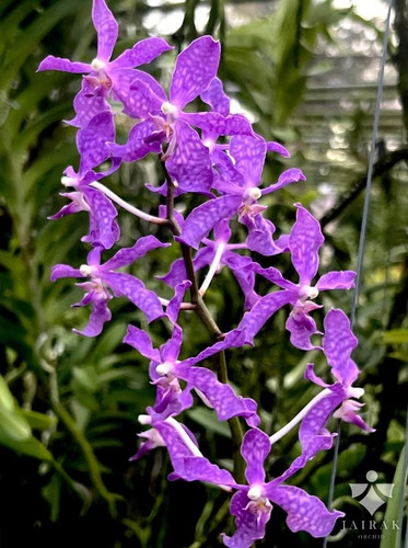 Rare paraphalaenopsis - rare,