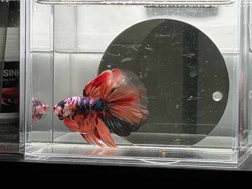 Live male betta - live, fish