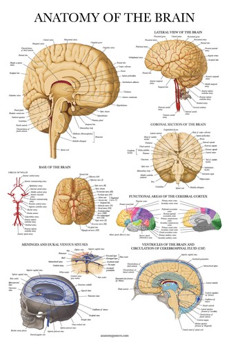 5size brain anatomy poster - 5size,