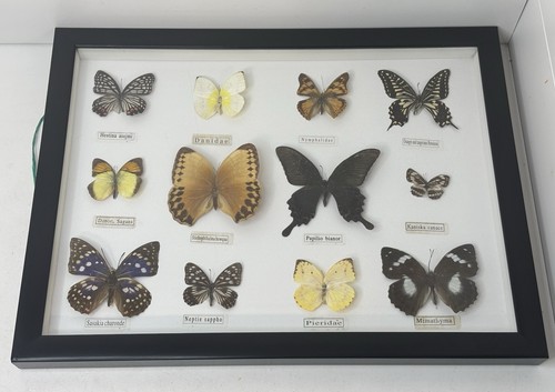 Vintage taxidermied butterfly - taxidermied,