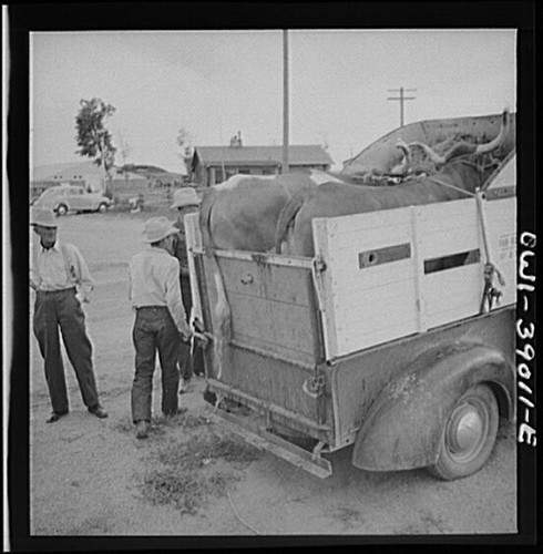 Photo cowboys loading cattle - photo:cowboys,