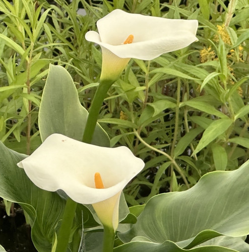 Arum lily zantedeschia - arum,