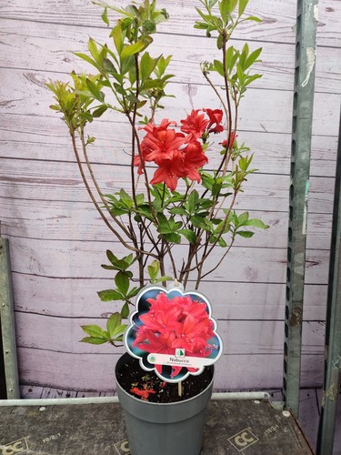 Deciduous azalea nabucco 4 - deciduous, 'nabucco'
