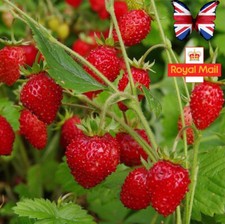 ALPINE WILD STRAWBERRY 100