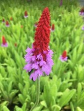 Primula Vialii - Marginal Pond Plants - BP101