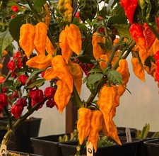 Naga Bhut Jolokia Yellow